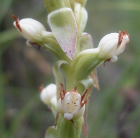 Satyrium ligulatum brown corolla tips